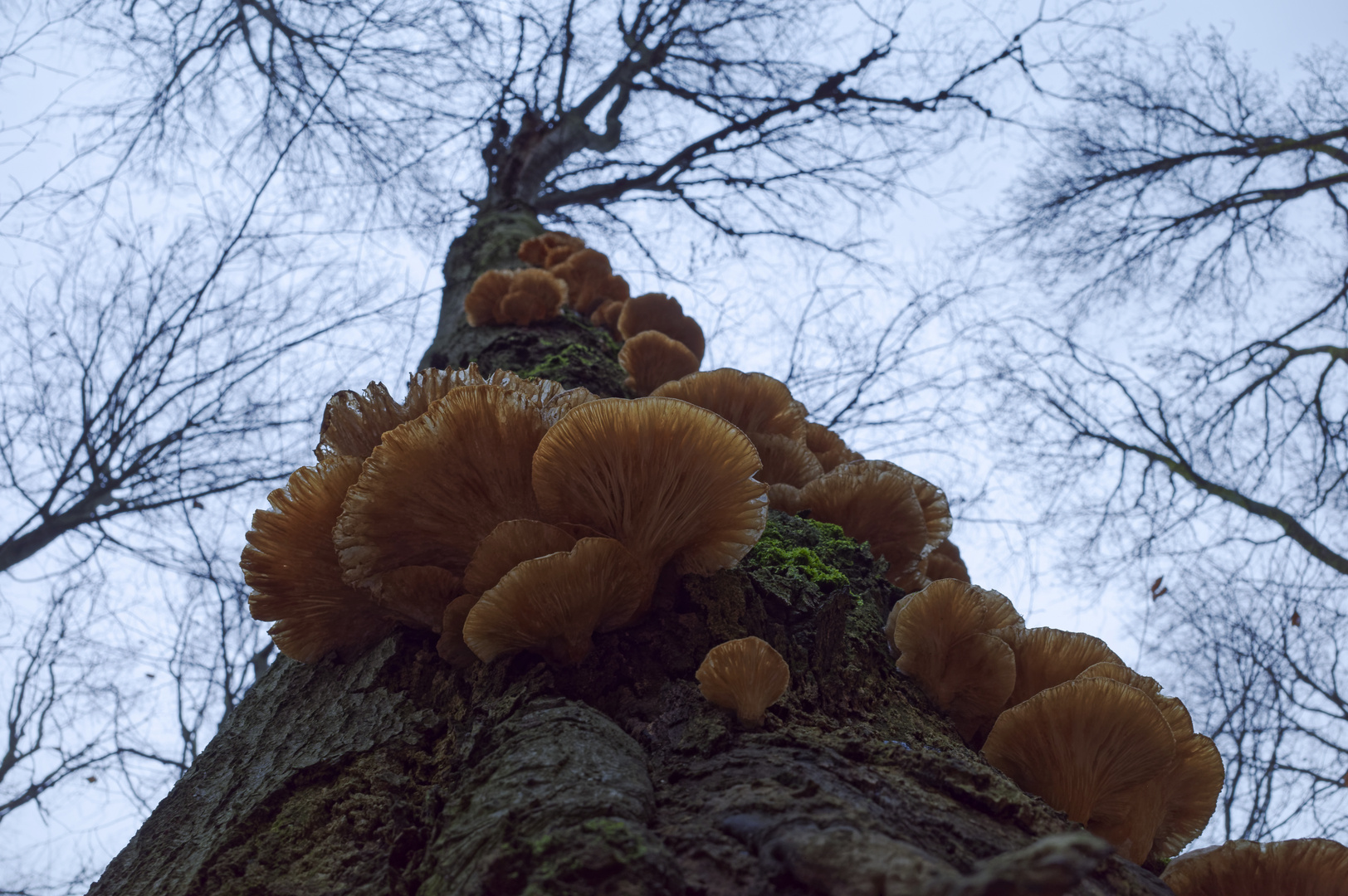 Waldmotive, hier: Pilze auf einer morschen Buche