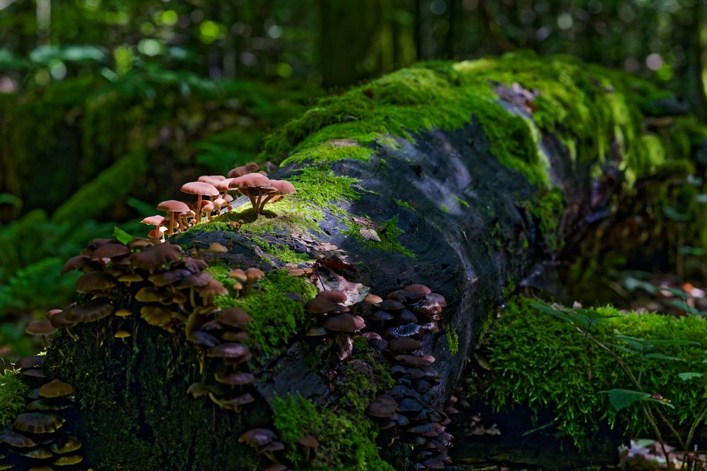 Waldmotive, hier: Pilze in den Mooswelten