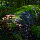 Waldmotive, hier: Pilze in den Mooswelten