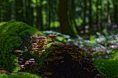 Waldmotive, hier: Pilze in den Mooswelten