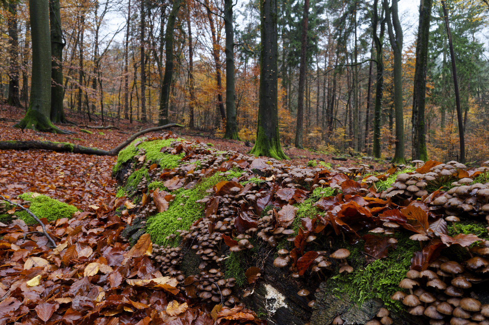 Waldmotive, hier: Pilzeexplosion auf Buchenstamm