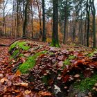 Waldmotive, hier: Pilzeexplosion auf Buchenstamm