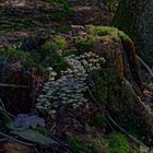 Waldmotive, hier: Pilzgruppen auf einem Baumstumpf