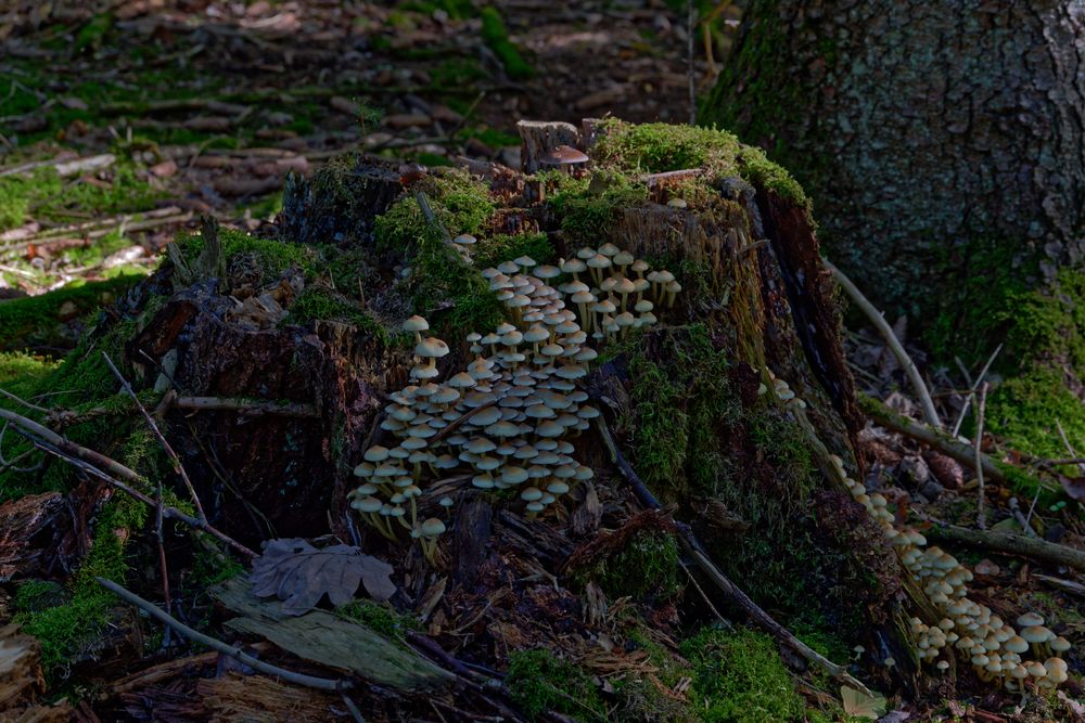 Waldmotive, hier: Pilzgruppen auf einem Baumstumpf
