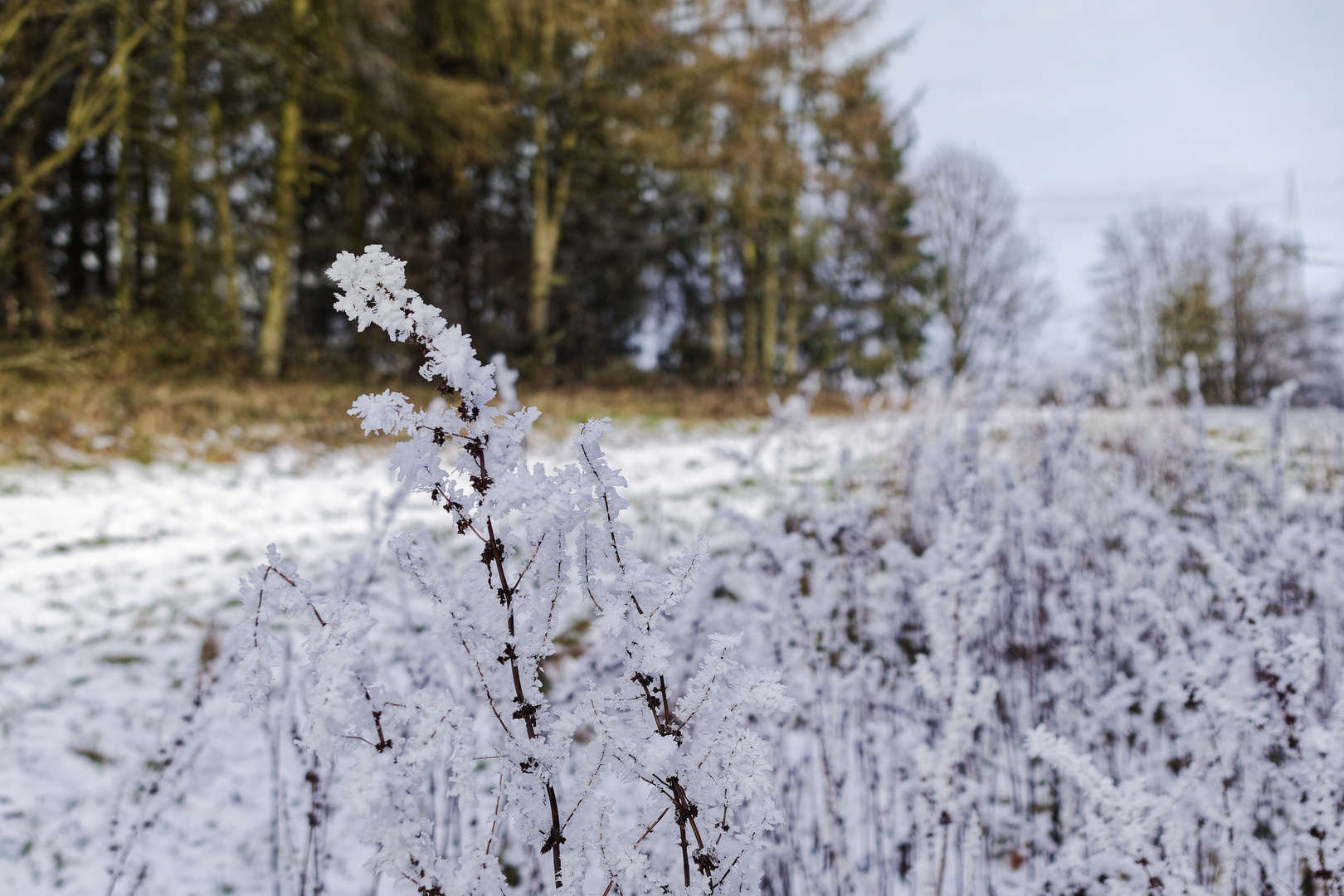 Waldmotive, hier: Raureif auf den Gräsern