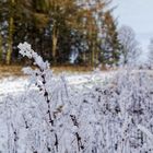 Waldmotive, hier: Raureif auf den Gräsern