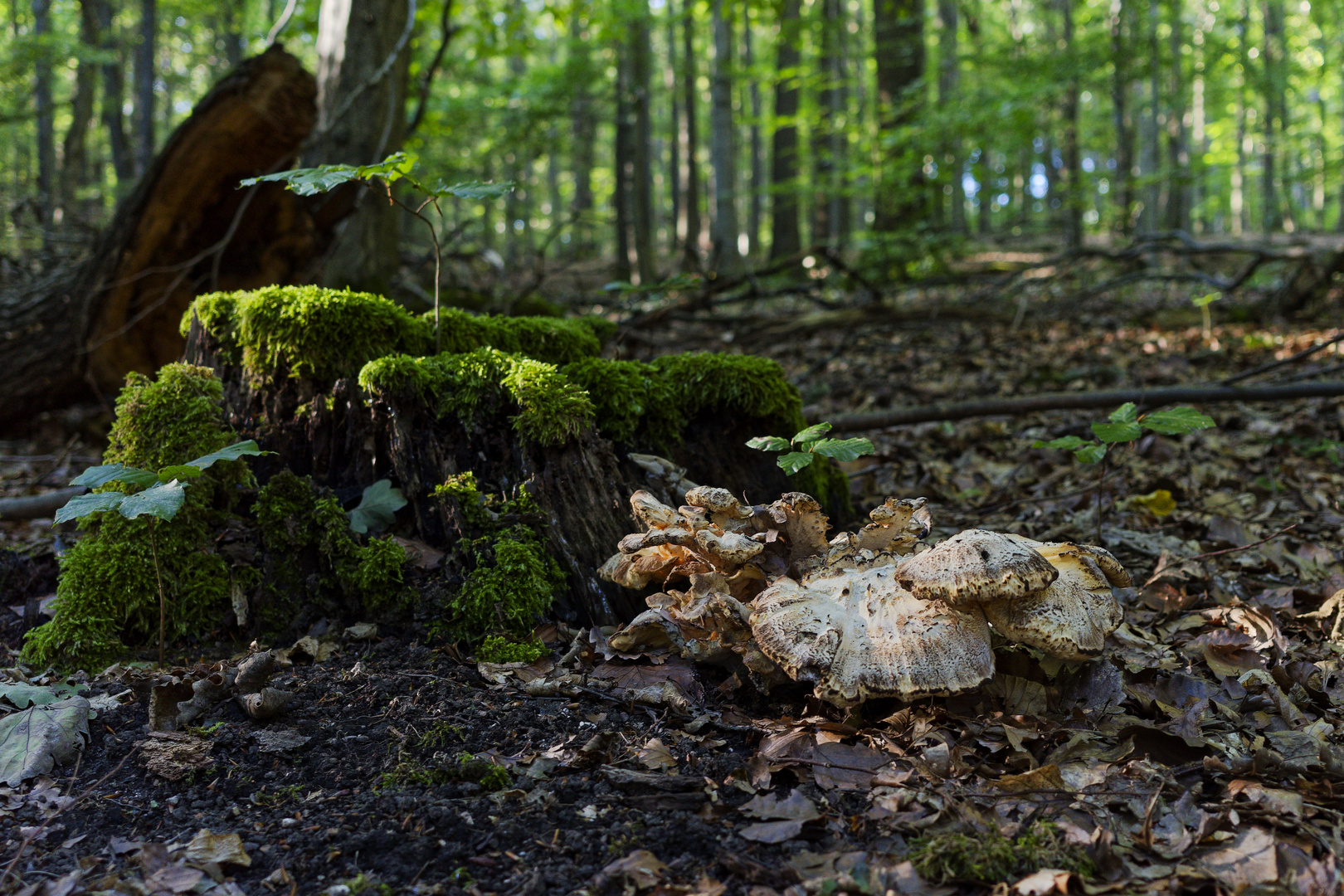 Waldmotive, hier: Riesenporling vor einem Baumstumpf