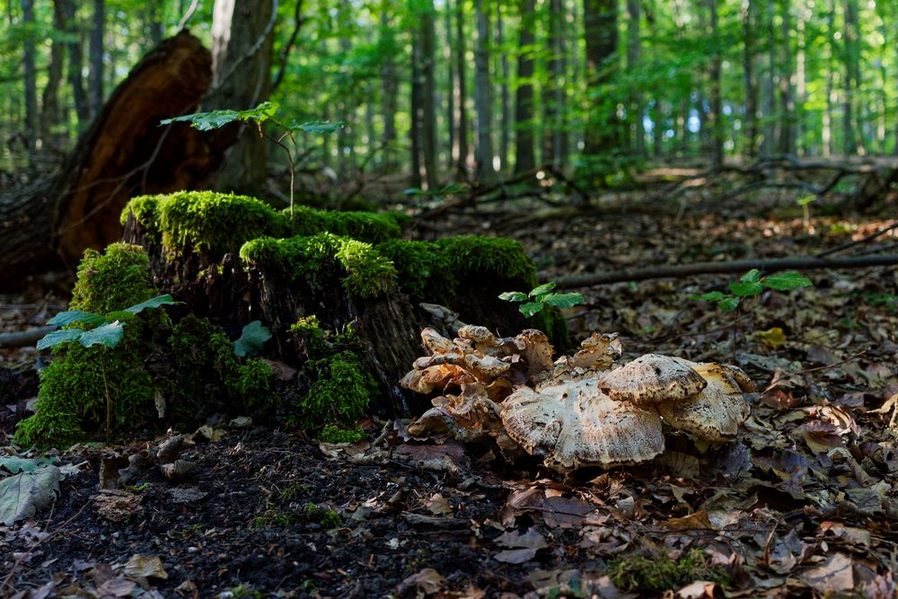 Waldmotive, hier: Riesenporling vor einem Baumstumpf