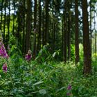 Waldmotive, hier: Roter Fingehut im Streiflicht