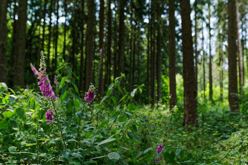 Waldmotive, hier: Roter Fingehut im Streiflicht