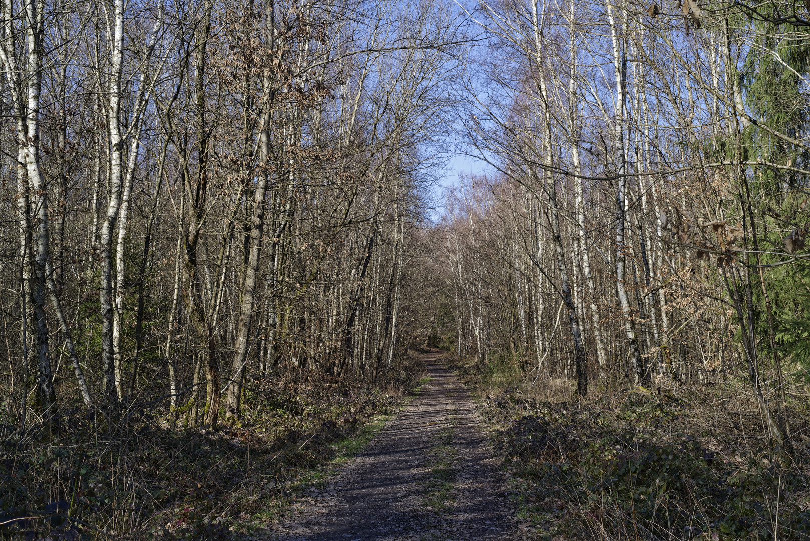 Waldmotive, hier: Schattenwürfe auf dem Waldweg