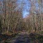 Waldmotive, hier: Schattenwürfe auf dem Waldweg