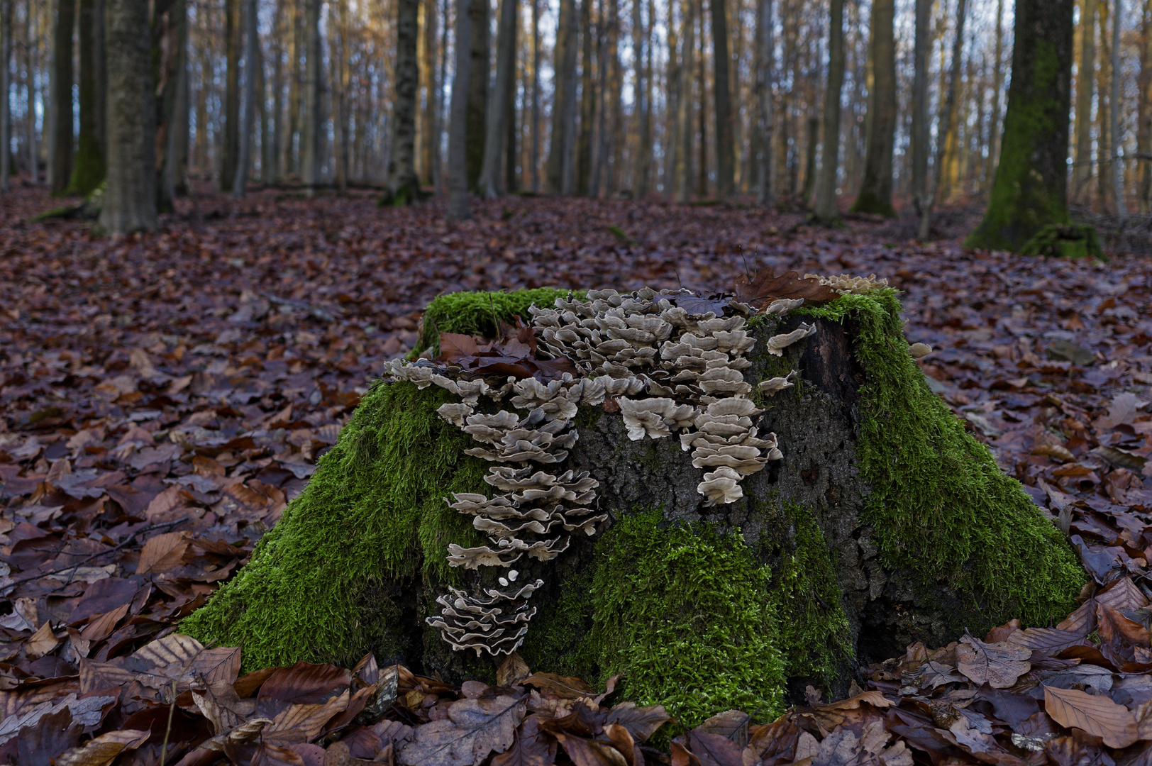 Waldmotive, hier: Schichtpilze auf einem Baumstumpf