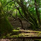 Waldmotive, hier: schräg ist auch schön