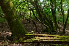 Waldmotive, hier: schräg ist auch schön