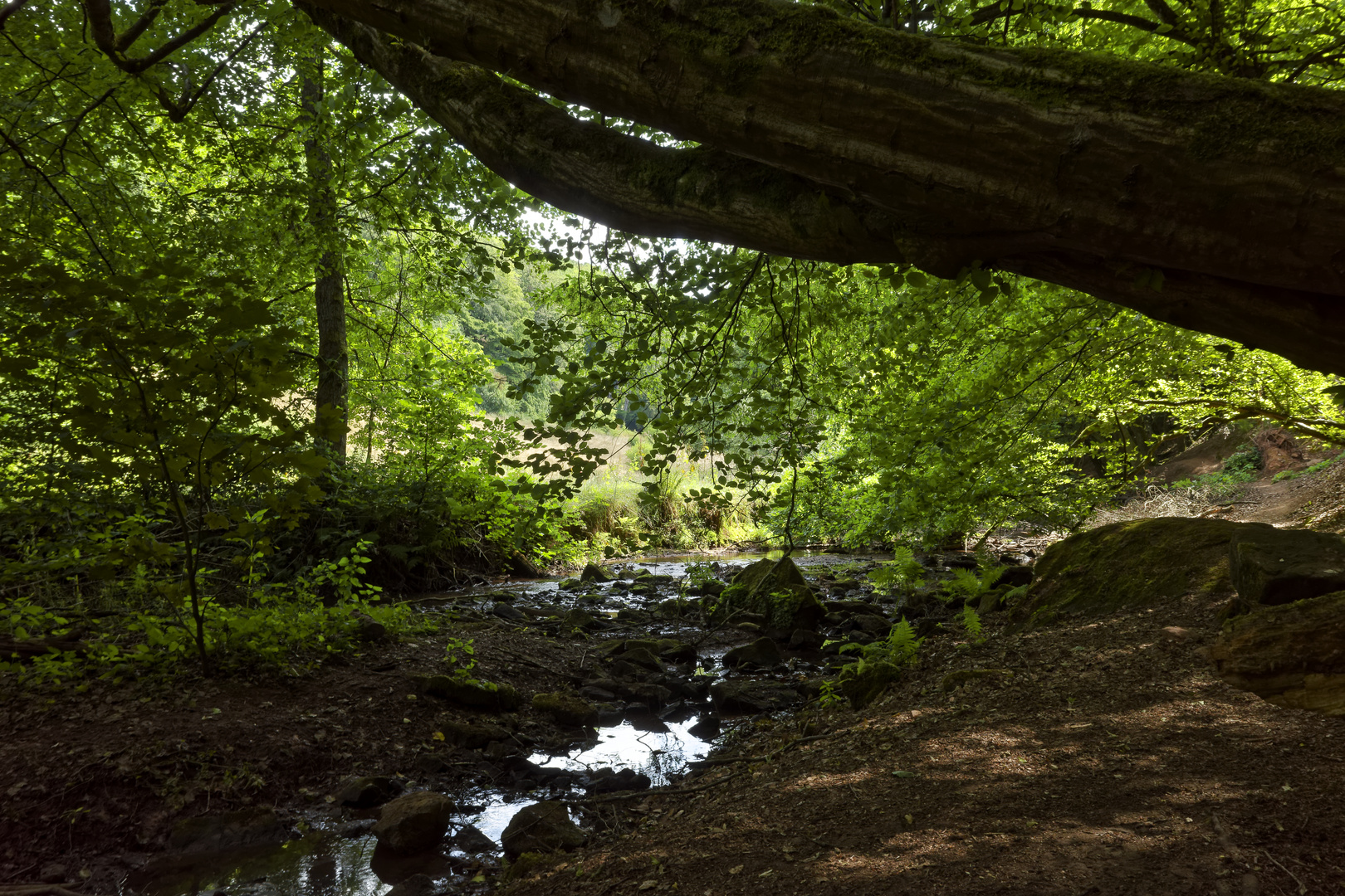 Waldmotive, hier: Sommer am Lautenbach (2)