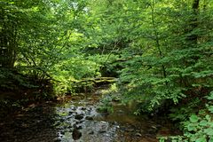 Waldmotive, hier: Sommer am Lautenbach (3)