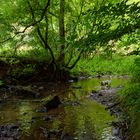 Waldmotive, hier: Sommer am Lautenbach (4)