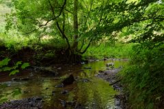 Waldmotive, hier: Sommer am Lautenbach (4)