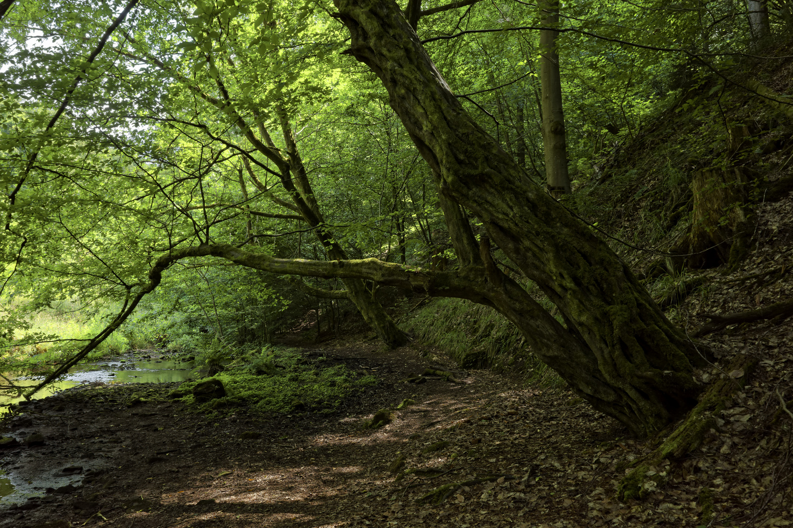 Waldmotive, hier: Sommer am Lautenbach