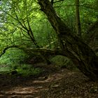 Waldmotive, hier: Sommer am Lautenbach