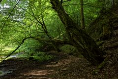 Waldmotive, hier: Sommer am Lautenbach