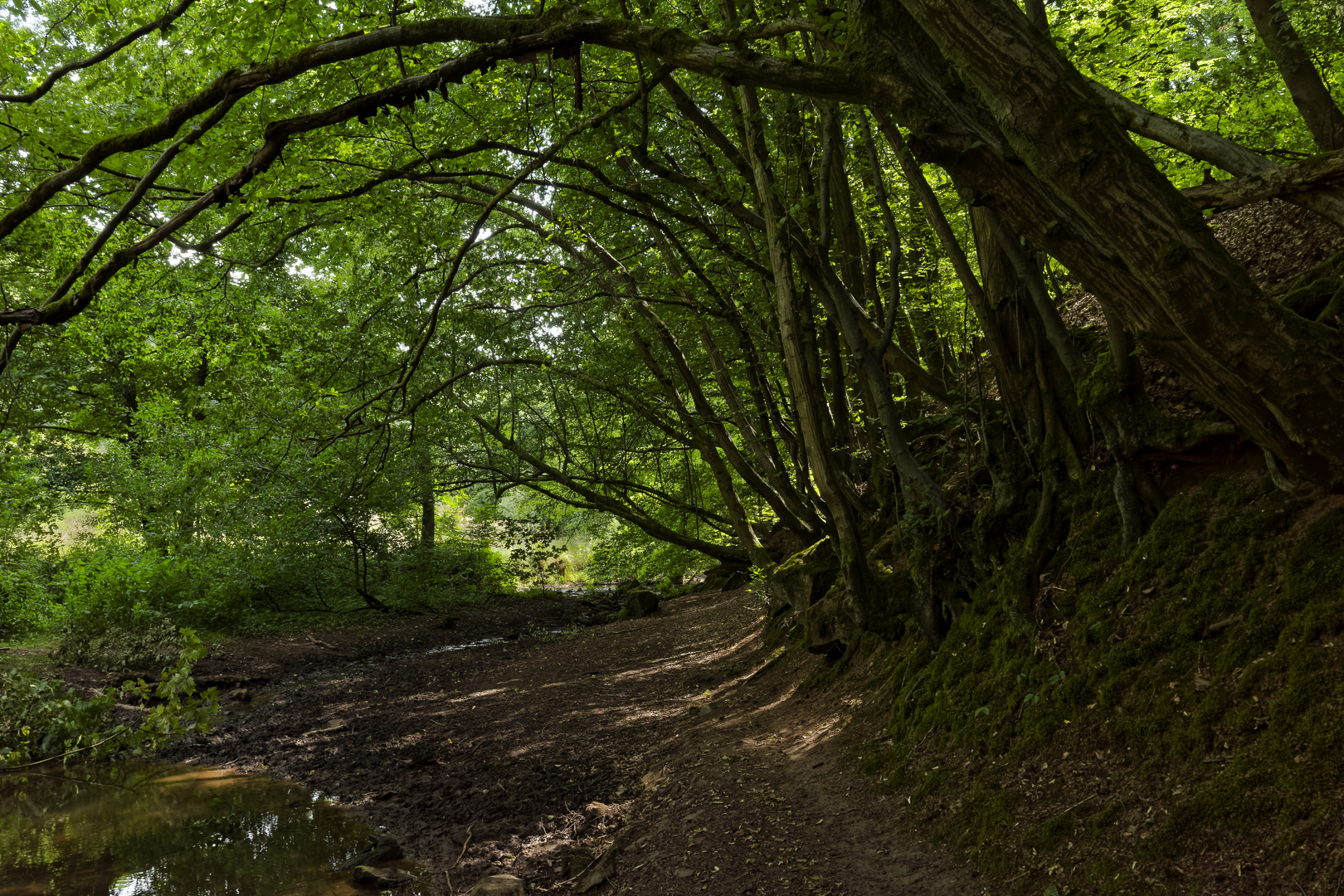 Waldmotive, hier: Sommer am Lautenbach (5)