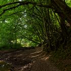 Waldmotive, hier: Sommer am Lautenbach (5)