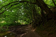 Waldmotive, hier: Sommer am Lautenbach (5)