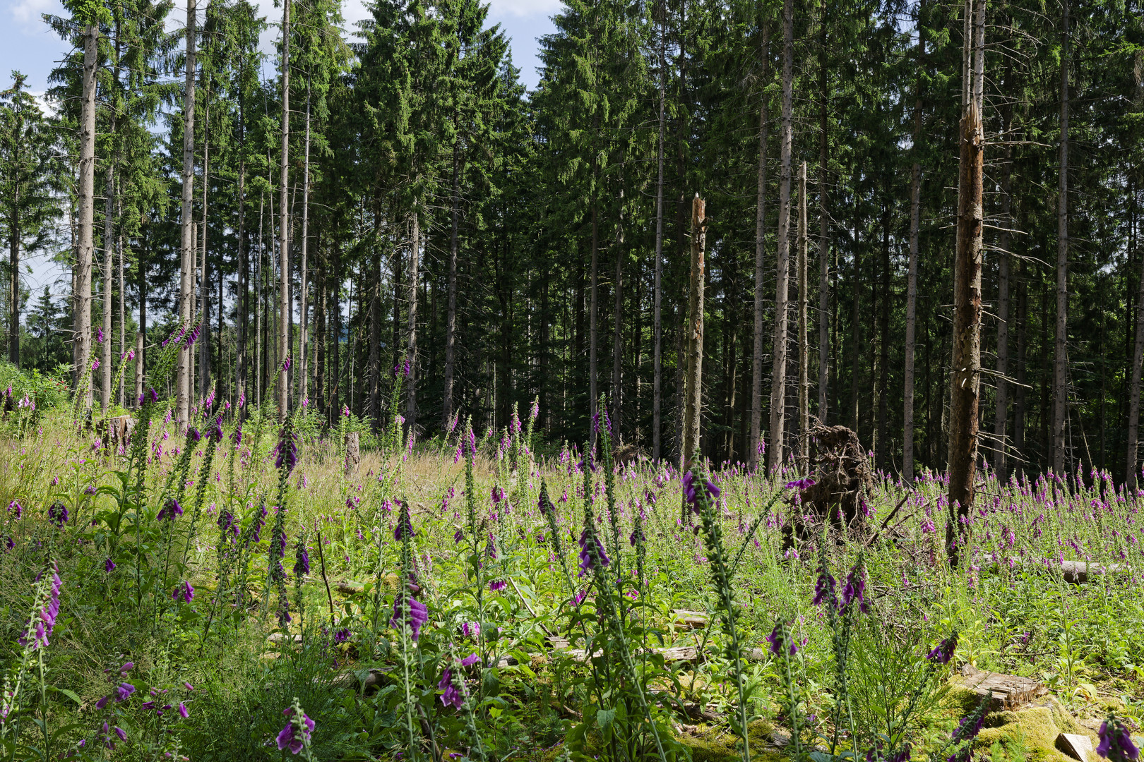 Waldmotive, hier: Sommer auf der Waldlichtung (2)