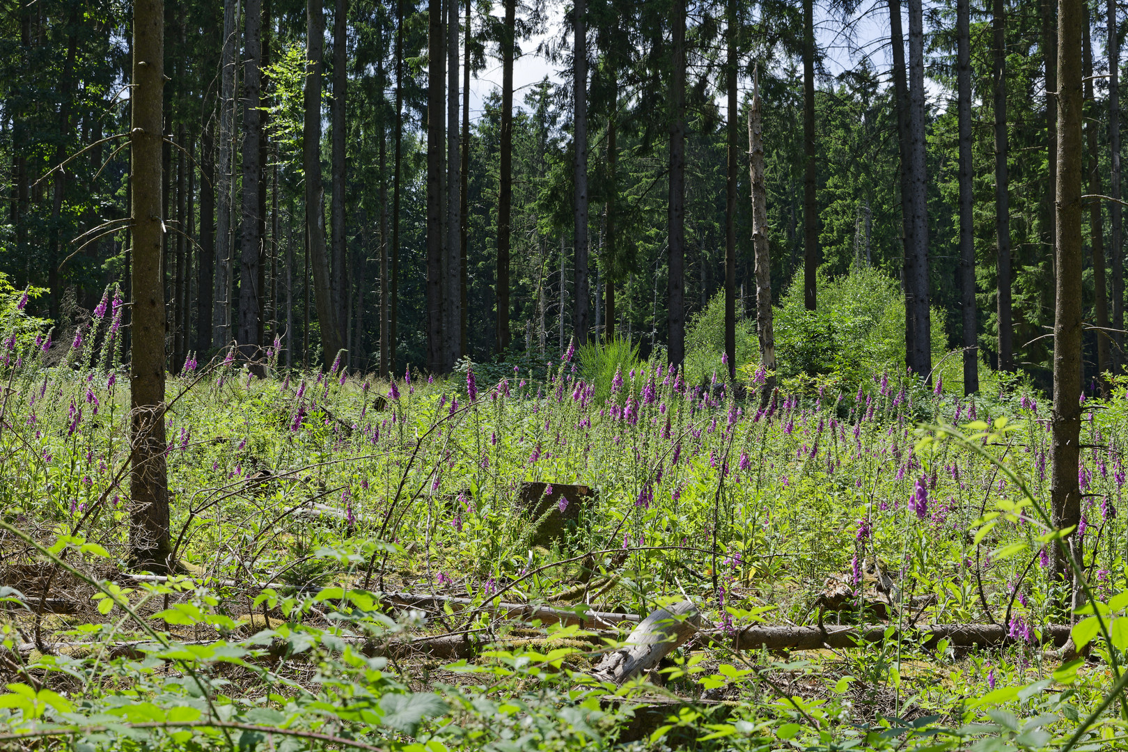 Waldmotive, hier: Sommer auf der Waldlichtung