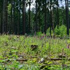 Waldmotive, hier: Sommer auf der Waldlichtung