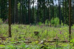 Waldmotive, hier: Sommer auf der Waldlichtung