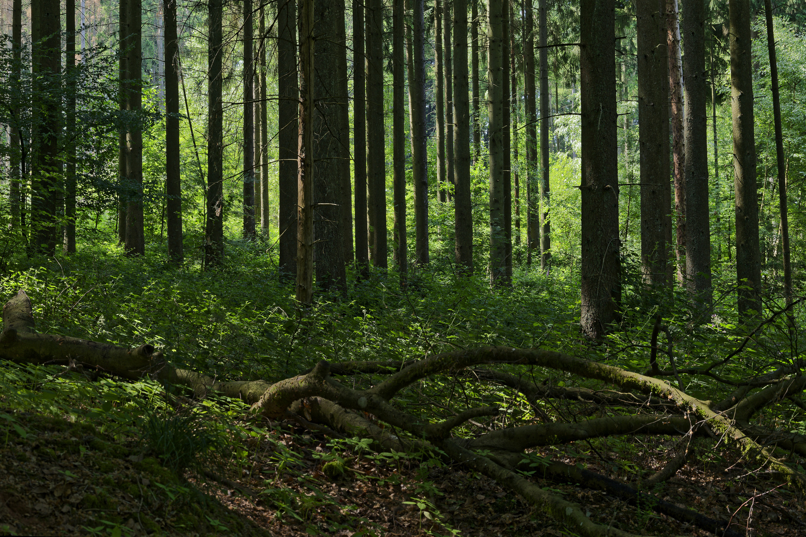 Waldmotive, hier: Sommer im Fichtenwald