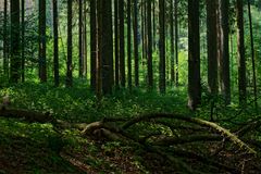 Waldmotive, hier: Sommer im Fichtenwald