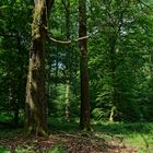 Waldmotive, hier: Sommer im Laubwald