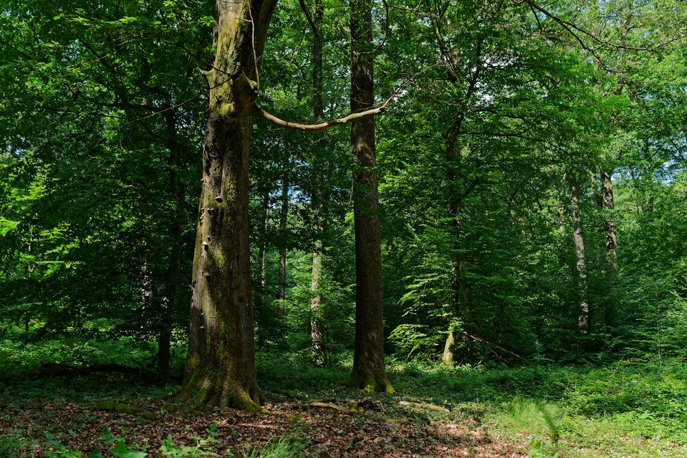 Waldmotive, hier: Sommer im Laubwald