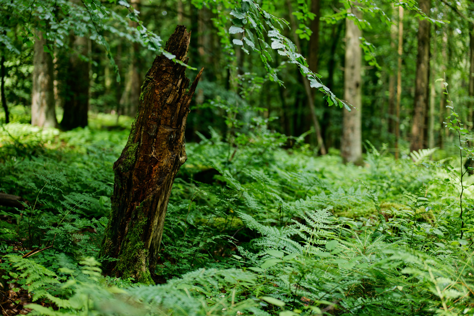 Waldmotive, hier: Sommer im Laubwald