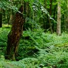 Waldmotive, hier: Sommer im Laubwald