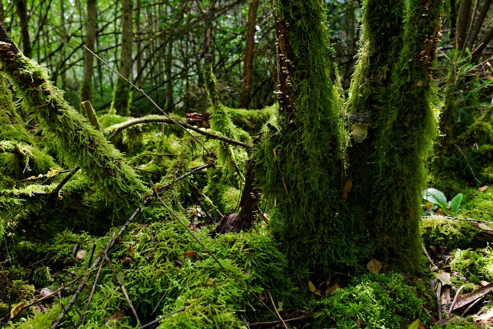 Waldmotive, hier: Sommer in den Mooswelten (2)