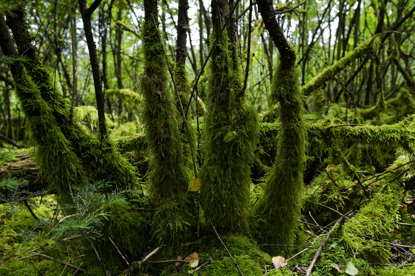 Waldmotive, hier: Sommer in den Mooswelten (4)