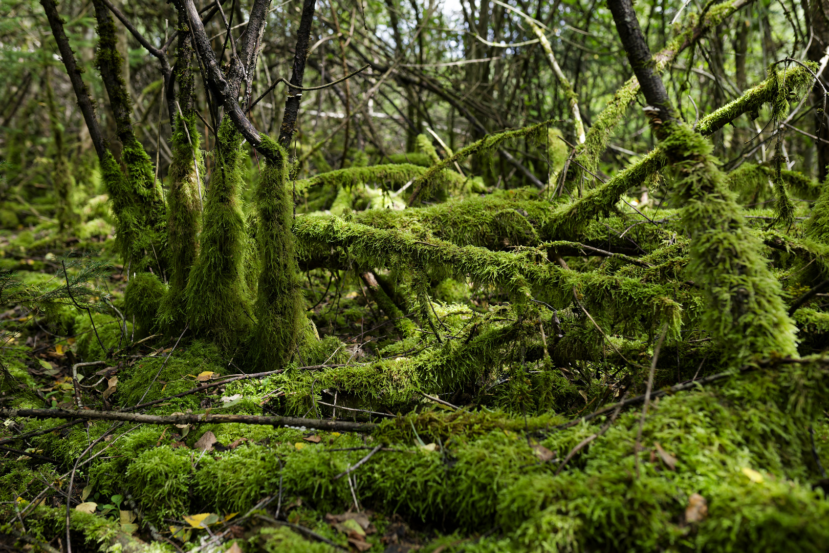 Waldmotive, hier: Sommer in den Mooswelten