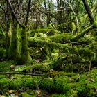 Waldmotive, hier: Sommer in den Mooswelten