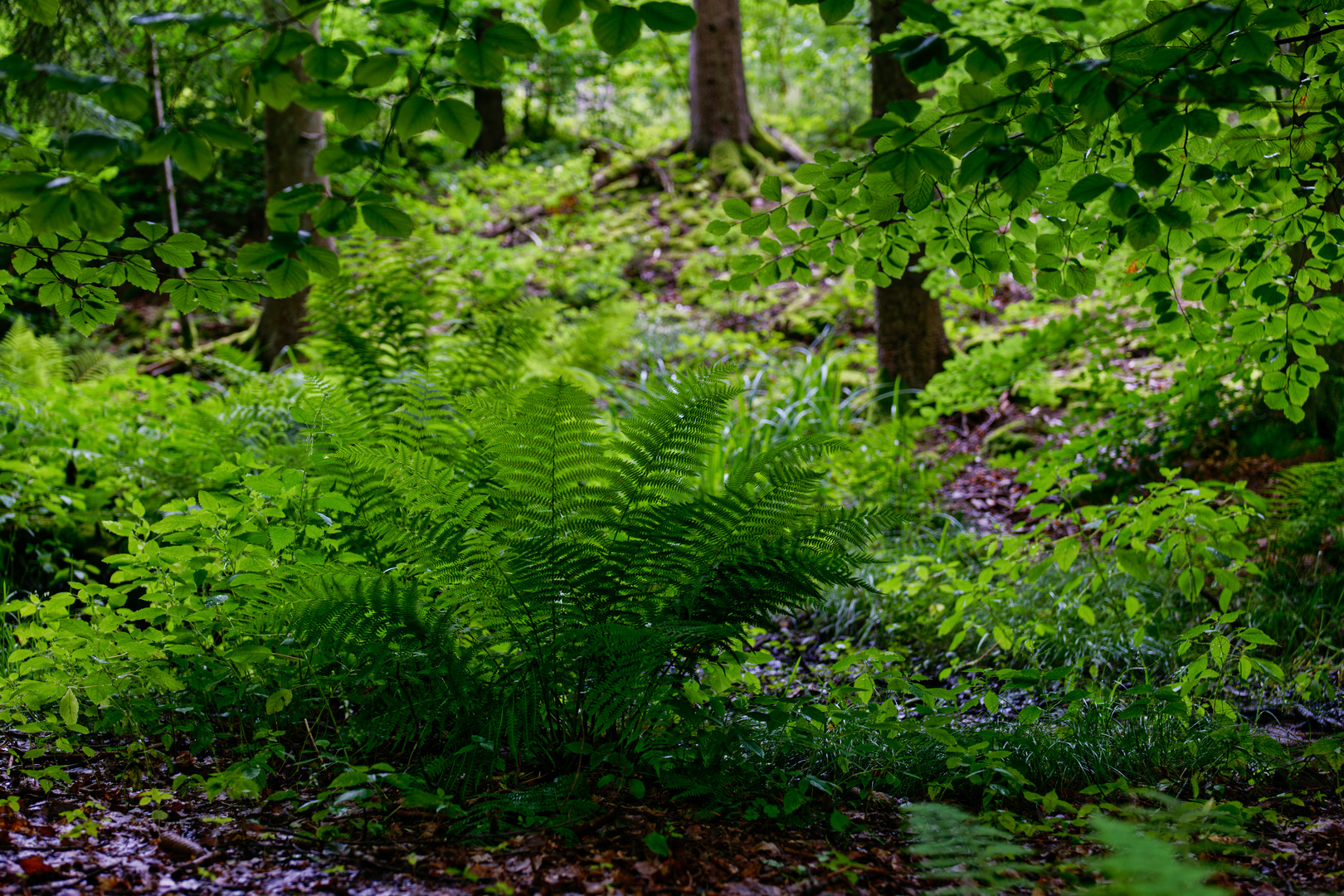 Waldmotive, hier: Sommerimpressionen