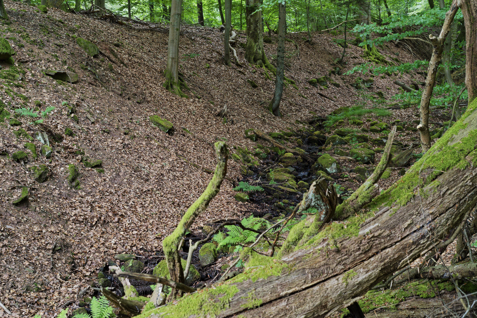 Waldmotive, hier: Sommerimpressionen am Waldbach