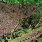 Waldmotive, hier: Sommerimpressionen am Waldbach