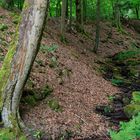 Waldmotive, hier: Sommerimpressionen am Waldbach