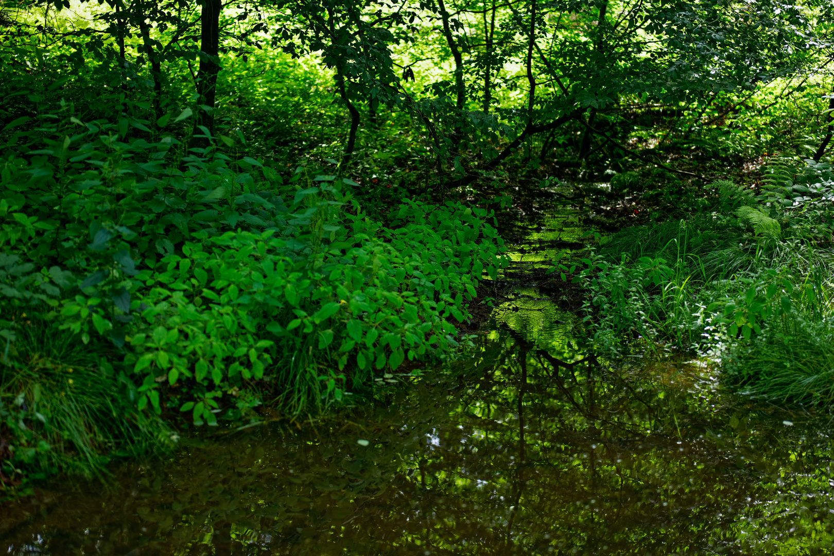 Waldmotive, hier: Sommerimpressionen am Waldbach