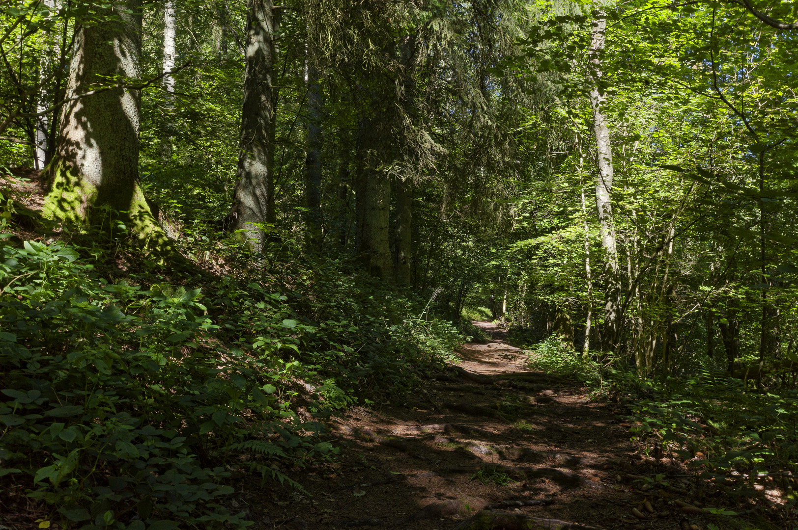 Waldmotive, hier: Sommerimpressionen auf einem Waldpfad