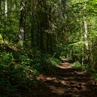 Waldmotive, hier: Sommerimpressionen auf einem Waldpfad